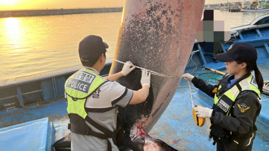 '무게 1.6t' 밍크고래 1120만원 대박…양양 앞바다서 혼획