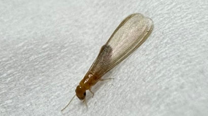 "바퀴벌레 사촌"…'목재 킬러' 흰개미의 북침, 환경부도 놀랐다
