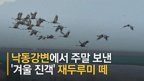 [영상] 낙동강변에서 주말 보낸 '겨울 진객'…재두루미 떼 '장관'