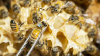 "아는게 없다" 꿀벌 실종 미스터리…2000마리 가슴 추적 칩 단다