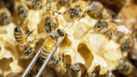 "아는게 없다" 꿀벌 실종 미스터리…2000마리 가슴 추적 칩 단다