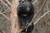 지리산 반달가슴곰. 사진 국립공원관리공단