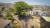 시에라리온 수도 프리타운을 대표하는 목화나무. 나무가 쓰러지기 이전인 지난 3월 모습이다. AP=연합뉴스