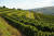 루마니아 데알루 마레 DOC에 위치한 부두레아스카 와이너리의 포도밭 모습. 사진 Budureasca 공식 홈페이지