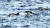  지난 27일 오전 11시35분쯤 울산 장생포 앞바다에서 발견된 참돌고래떼. 사진 울산남구도시관리공단