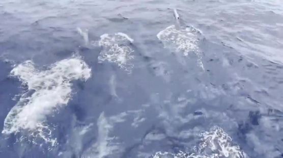 참돌고래떼 2000마리 펄펄 뛰었다…장생포 10분간 황홀 쇼[영상]