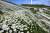 강원도 평창 청옥산(해발 1256m) ‘육백마지기’에 하얀 샤스타데이지가 만개해 장관을 이루고 있다. 2020년 6월의 모습이다. 김경빈 기자 
