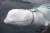 2019년 4월 노르웨이 바다에서 목과 가슴 부위에 수중 카메라 부착 용도로 추정되는 띠를 맨 채로 발견된 벨루가 고래. AFP=연합뉴스