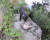 서울시는 한강 일대에서 멸종 위기 야생생물 1급이자 천연기념물 330호인 수달 15마리가 서식하고 있다고 밝혔다. 사진은 한강에서 발견된 수달이 카메라에 잡힌 모습. 사진 서울시.