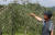 12일 충북 충주시 동량면의 한 농민이 전날 내린 우박으로 망가진 사과농장을 가리키고 있다. 사진 연합뉴스