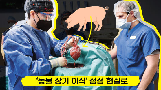 ‘돼지 장기’ 받는 한국인 나온다…올해 첫 임상, 생존율 얼마