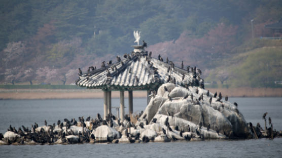 한국 정착했다 비둘기 신세되나…한강 점령한 가마우지 "유해동물 지정 검토"