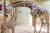 에버랜드 생태형 사파리 로스트밸리에서 생활 중인 아기 기린 ‘마루’(왼쪽)와 엄마 기린 ‘한울’(오른쪽). 지난 5월 29일 약 190cm로 태어난 ‘마루’의 키는 현재 2m를 훌쩍 넘는다. 사진 에버랜드