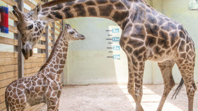 ‘세계 기린의 날’ 공개된 새끼 기린…20여 일만에 키 2m 넘어