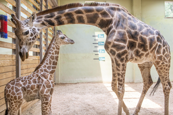 ‘세계 기린의 날’ 공개된 새끼 기린…20여 일만에 키 2m 넘어