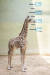 에버랜드 생태형 사파리 로스트밸리에서 생활 중인 아기 기린 ‘마루’. 지난 5월 29일 약 190cm로 태어난 ‘마루’의 키는 현재 2m를 훌쩍 넘는다. 사진 에버랜드