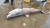 백상아리로 추정되는 상어. 사진 속초해경