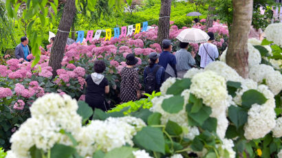 [포토타임] 공주 유구색동수국정원 꽃축제 개막...여기저기 수국수국