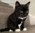 왜소증 앓는 18개월 고양이 피그는 소셜미디어에서 17만명에 달하는 '랜선 집사'들의 사랑을 듬뿍 받고 있다. 사진 인스타그램 캡처