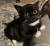 왜소증 앓는 고양이 '피그'. 사진 인스타그램 캡처