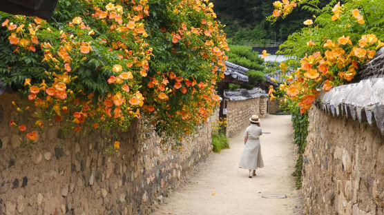 담장 넘어 주황 비상등 켰다…하늘도 능멸하는 꽃, 능소화