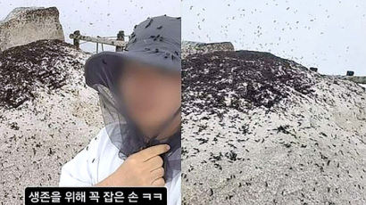 등산객 온몸 뒤덮었다, 북한산 정상 초토화시킨 러브버그