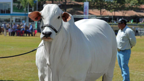 정자 0.55㎖당 660만원…'이 소'가 세계서 가장 비싼 유전자