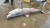 지난달 23일 오전 속초 장사항 인근 해역에서 조업 중이던 어민이 발견해 해경에 신고한 백상아리로 추정되는 상어 사체. 사진 속초해경