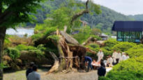 폭우로 부러진 횡성 ‘수호신 나무’ 예술품으로 환생한다