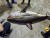 6일 오전 4시 15분께 강원도 삼척시 임원항 동쪽 약 3.7㎞ 해상에서 발견된 상어는 길이 211㎝, 둘레 150㎝, 무게 약 80㎏ 크기였다. 연합뉴스