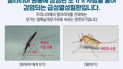 일반 모기와 이렇게 다르다…경기도 '말라리아 경보' 확산