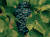 뵈브 클리코 샴페인은 다채로운 풍미가 있는 피노 누아 품종을 원료로 사용한다. [사진 뵈브 클리코]