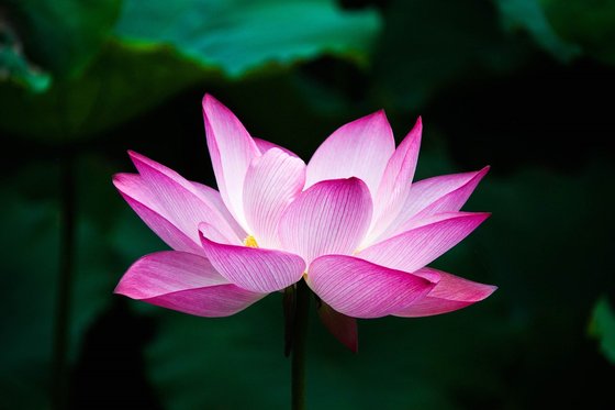 불교에서 연꽃은 깨달음을 상징한다. 진흙에서 올라왔음에도 진흙에 물들지 않고 피어나는 연꽃을 석가모니 붓다도 노래한 바 있다. 중앙포토