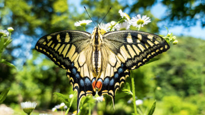 이 나비, 셀카봉으로 찍었다…당신에게만 털어놓는 ‘꿀팁’