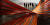 제14회 광주비엔날레에 출품된 마타아호 컬렉티브의 '투아키리키리'. 프리랜서 장정필