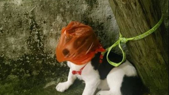 "헉헉, 숨 막혀요" 머리에 비닐봉지 씌워진 채 버려진 강아지