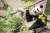 에버랜드 아기 판다 푸바오. 사진 삼성물산