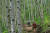 경북 영양 죽파리 자작나무 숲에는 산책로가 세 개 있다. 1993년 솔잎혹파리 피해 지역에 심은 묘목이 서른 살 청년으로 자랐다. 