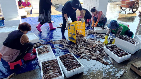 어민들도 "원인 모르겠다"…어획량 급감한 오징어, '금값' 됐다
