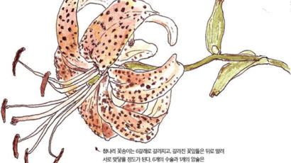 [소년중앙] 강렬한 주황색으로 7월을 물들이는 꽃, 참나리