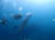 대만 바다에서 한 스쿠버다이빙 강사가 '초대형 산갈치'를 발견했다. 사진 왕청루 인스타그램 캡쳐