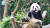  지난 11일 용인 에버랜드 판다월드에서 푸바오가 대나무를 먹고 있다. 최선을 기자