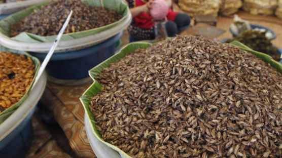 "곤충, 단백질 함량 높아 식품으로 적합"…뉴질랜드 연구결과