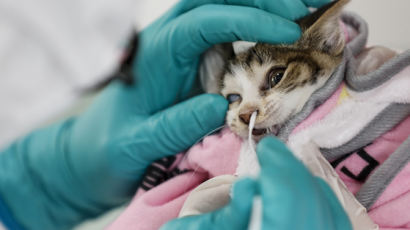 식욕부진 뒤 폐사…서울서 2번째 고양이 AI 의심사례 나왔다