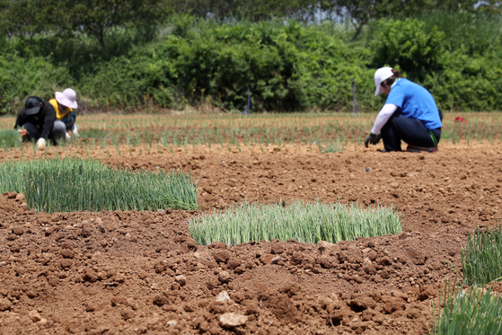 지난 6월 전남 나주에서 농부들이 대파 모종을 밭에 심고 있다. *사진은 본 기사와 직접 관련 없는 자료 사진입니다. 연합뉴스