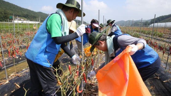 서울시립대학교, 공주대학교와 고추 수해 농가 복구 지원