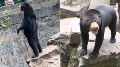 "곰의 탈 쓴 사람" 태양곰 루머…사진엔 인간처럼 서 있었다