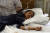 파키스탄 자살 폭탄 테러로 부상 당한 소년이 병원 침대에 누워 있다. AP=연합뉴스