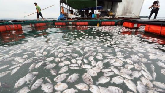 ‘28.7도 열탕’ 된 남해…물고기만 떼죽음? 인간도 위험한 이유