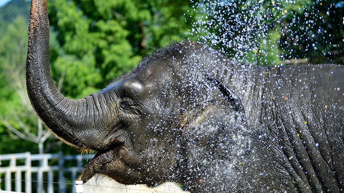 3일 오전 광주 북구 우치공원 동물원에서 코끼리가 시원한 물줄기를 맞으며 더위를 식히고 있다. 뉴시스
